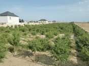 Продаётся  участок 47 сот, пос. Зире, photo 2 from 5