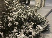 İcarəyə verilir 5 otaqlı həyət evi/bağ evi 250 m², Bilgəh q., photo 5 from 8