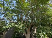 Продаётся  участок 10 сот, пос. Бузовна, photo 4 from 8