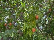 Продаётся  участок 10 сот, пос. Бузовна, photo 7 from 8