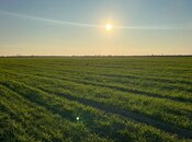 Объявление №4185425 - Нефтчала, Нефтчала, 2000 сот