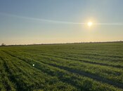 Satılır  torpaq 2 000 sot, photo 2 from 4