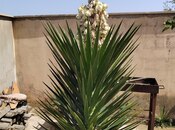 Satılır  torpaq 8 sot, photo 2 from 8