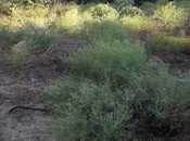 Elan №4243529 - Bakı, Əhmədli m., 10 sot