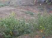 Satılır  torpaq 10 sot, Əhmədli m., photo 2 from 5