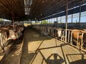 Продаётся  объект 20 000 м², photo 8 from 8