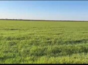 Satılır  torpaq 2 000 sot, photo 4 from 4