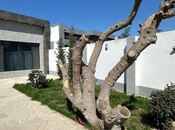 4 otaqlı həyət evi/bağ evi - Mərdəkan q. - 190 m²