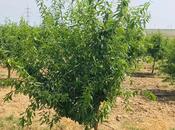 Satılır  torpaq 100 sot, Qala q., photo 2 from 2