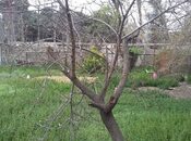 Продаётся  участок 12 сот, пос. Нардаран, photo 4 from 4