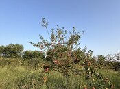 Satılır  torpaq 100 sot, photo 7 from 8