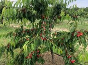 Satılır  torpaq 6.8 sot, photo 5 from 8