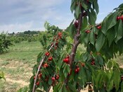 Satılır  torpaq 6.8 sot, photo 3 from 8