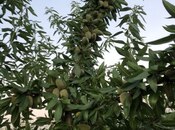 Satılır  torpaq 6.8 sot, photo 2 from 8