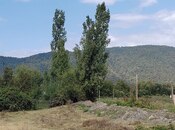 Elan №4624901 - Qəbələ, Qəbələ, 31 sot