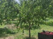 Satılır  torpaq 830 sot, Xaçmaz r., photo 4 from 7