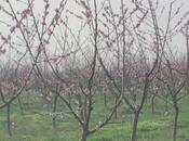 Satılır  torpaq 830 sot, Xaçmaz r., photo 2 from 7