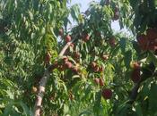 Satılır  torpaq 830 sot, Xaçmaz r., photo 5 from 7