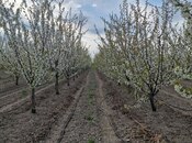 Elan №4708592 - Xaçmaz, Xaçmaz, 830 sot