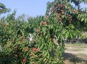 Satılır  torpaq 830 sot, Xaçmaz r., photo 6 from 7