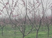 Satılır  torpaq 830 sot, Xaçmaz r., photo 7 from 7