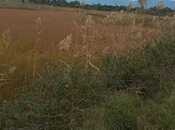 Satılır  torpaq 4 200 sot, photo 6 from 8