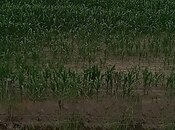 Satılır  torpaq 4 200 sot, photo 3 from 8