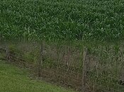 Satılır  torpaq 4 200 sot, photo 2 from 8