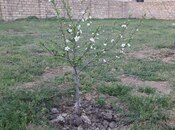 Продаётся  участок 6 сот, пос. Мехтиабад, photo 3 from 8