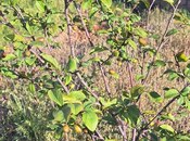 Продаётся  участок 6 сот, пос. Мехтиабад, photo 8 from 8