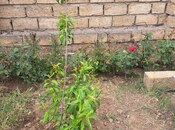 Продаётся  участок 6 сот, пос. Мехтиабад, photo 6 from 8