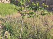 Продаётся  участок 6 сот, пос. Мехтиабад, photo 7 from 8