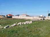 Продаётся  участок 100 сот, пос. Зире, photo 3 from 6