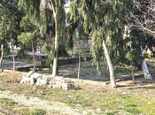 Satılır  torpaq 100 sot, Buzovna q., photo 8 from 8