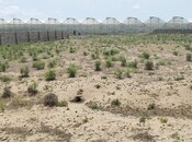 Satılır  torpaq 25 sot, Zirə q., photo 4 from 5