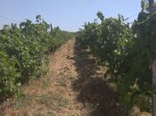 Satılır  torpaq 60 sot, Məmmədli q., photo 2 from 5