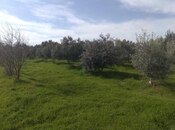 Elan №4980425 - Bakı, Məmmədli q., 60 sot