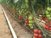 Продаётся  объект 74 000 м², пос. Зире, photo 2 from 3