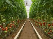 Объявление №4985657 - Баку, пос. Зире, 74000 м²