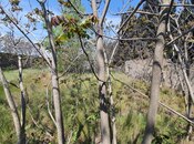 Продаётся  участок 7 сот, м. Гянджлик, photo 5 from 8