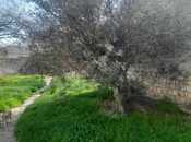 Объявление №5086052 - Баку, м. Кара Караев, 10 сот