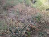 Продаётся  участок 6 сот, м. Азадлыг проспекти, photo 3 from 4