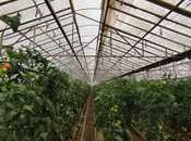 Объявление №5092234 - Баку, пос. Тюркан, 220000 м²