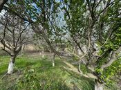 Объявление №5098987 - Баку, пос. Бадамдар, 40 сот