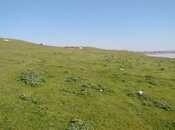 Продаётся  участок 55 сот, пос. Мехтиабад, photo 5 from 8