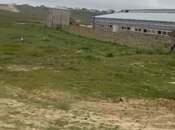 Объявление №5118537 - Баку, пос. Фатмаи, 68 сот