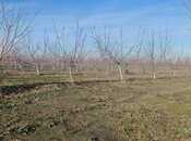 Satılır  torpaq 2 300 sot, Xaçmaz r., photo 3 from 8