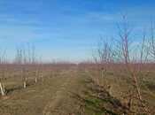 Satılır  torpaq 2 300 sot, Xaçmaz r., photo 2 from 8