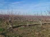 Satılır  torpaq 2 300 sot, Xaçmaz r., photo 6 from 8