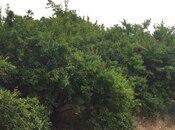 Satılır  torpaq 30 sot, Mərdəkan q., photo 5 from 8